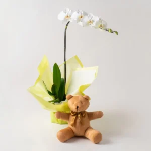 Orquídea Phalaenopsis para Presente e Pelúcia