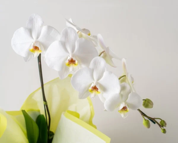 Orquídea Phalaenopsis para Presente e Pelúcia - Imagem 2