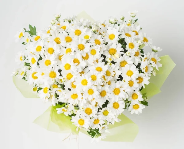 Margaridas Plantadas - Imagem 2