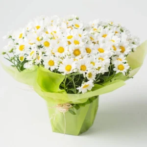 Margaridas Plantadas