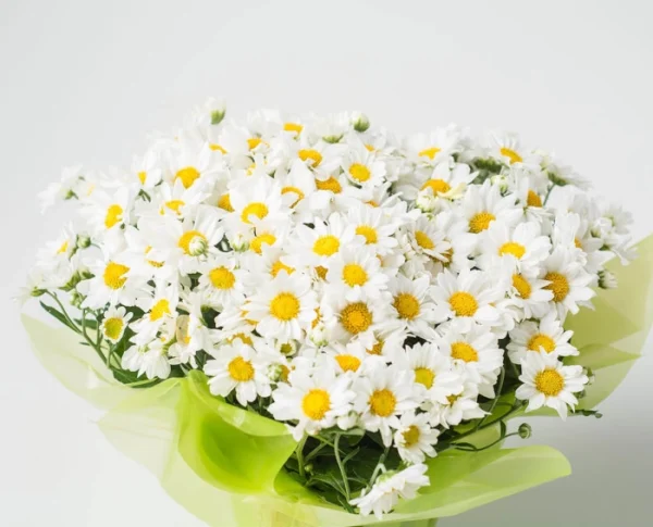 Margaridas Plantadas - Imagem 3