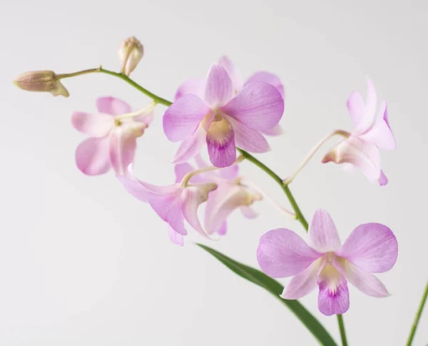 Orquídea Phalaenopsis Rosa - Imagem 2